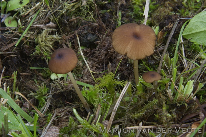 Veranderlijke satijnzwam - Entoloma olivaceotinctum